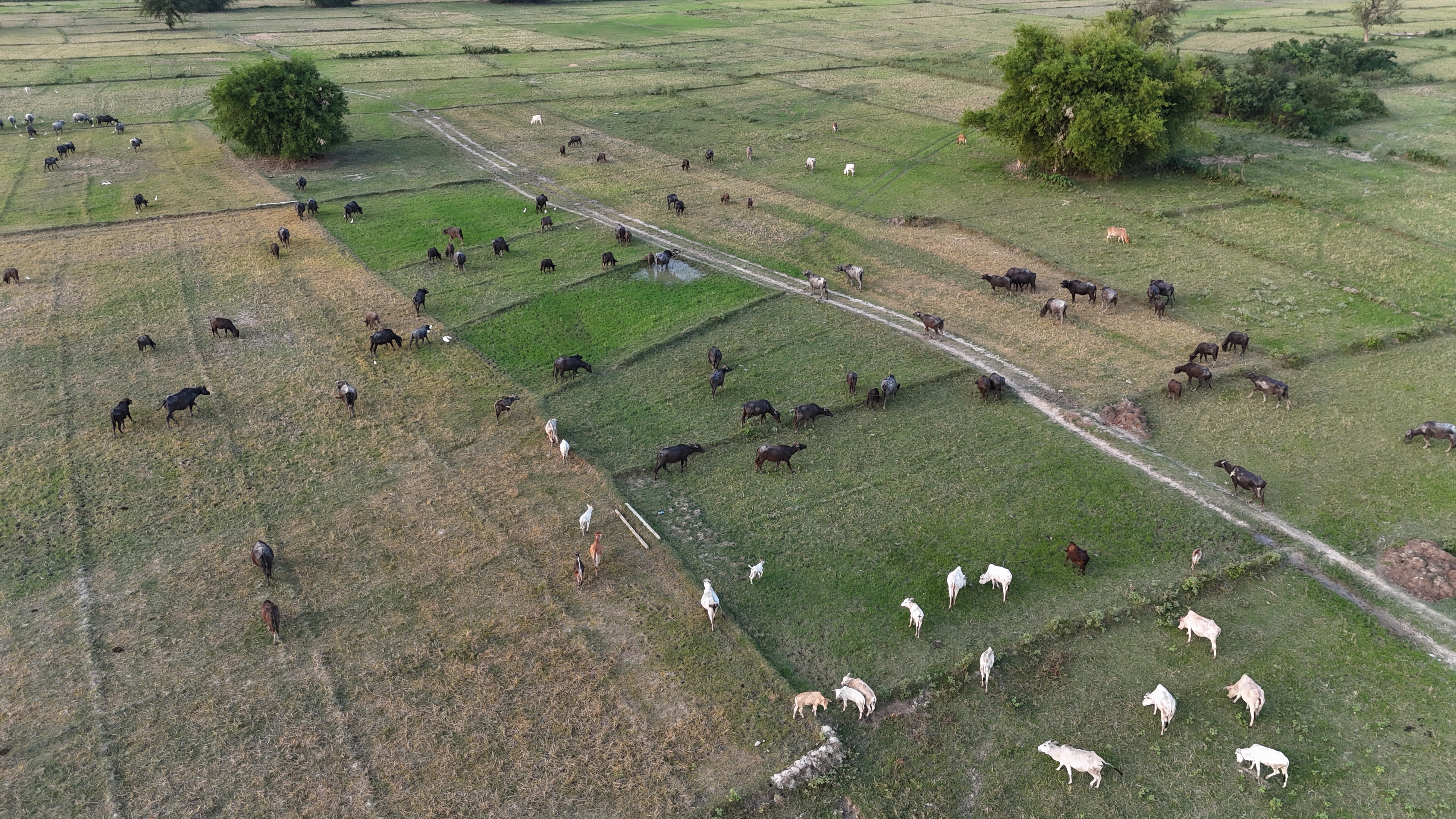 The Future of AI in Sustainable Agriculture